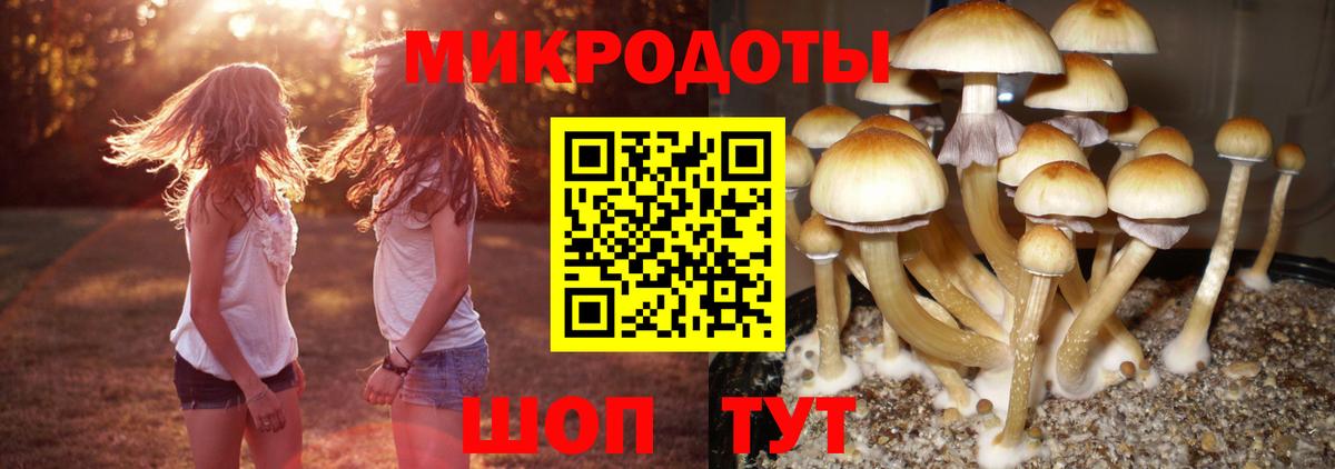 Псилоцибиновые грибы Psilocybe  Сыктывкар  Псилоцибиновые грибы Magic Shrooms 